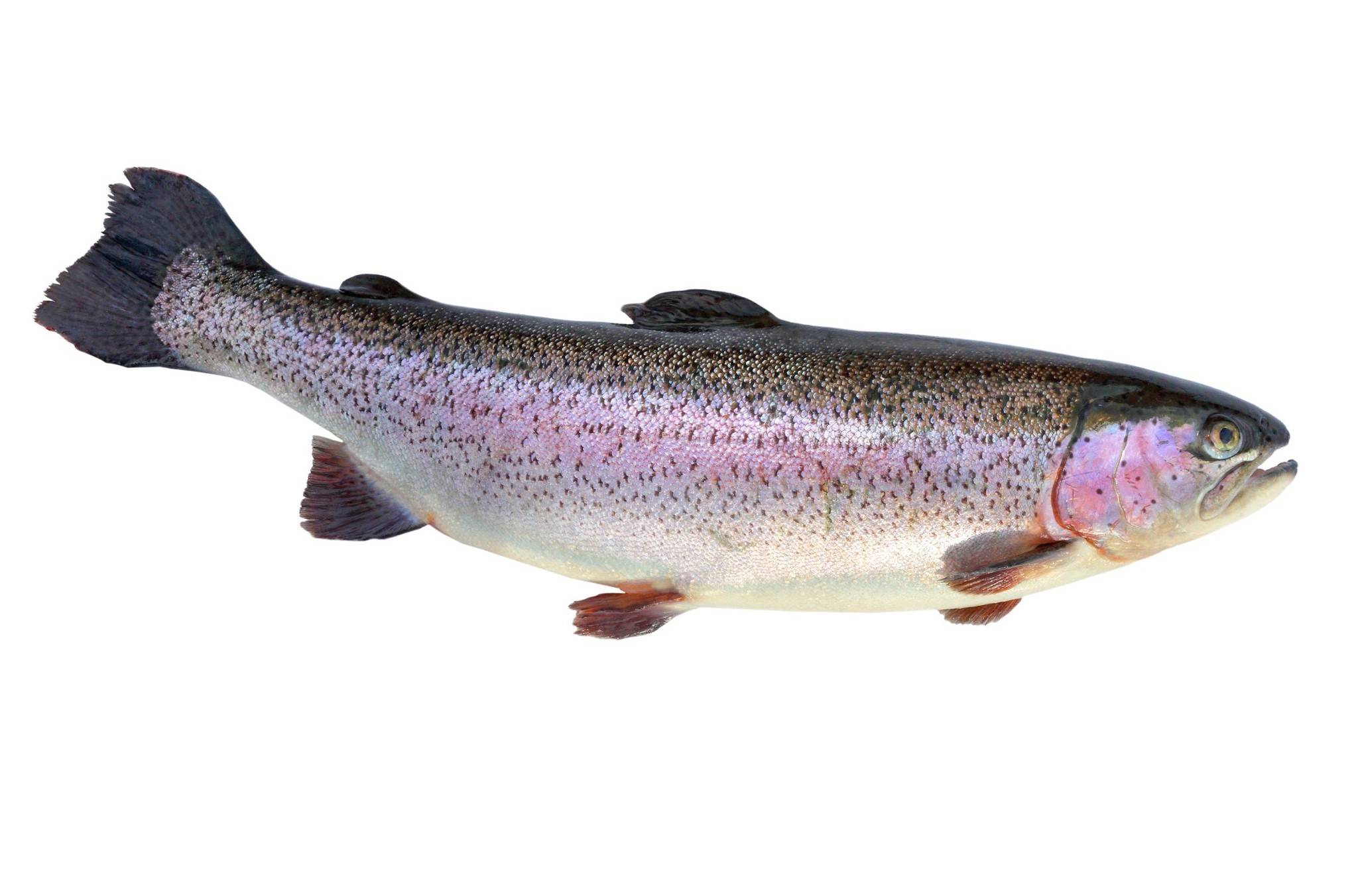 Рыбы беларуси (каталог видов) | fishingby.com