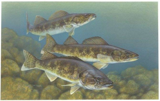 Судак рыба. образ жизни и среда обитания судака | животный мир