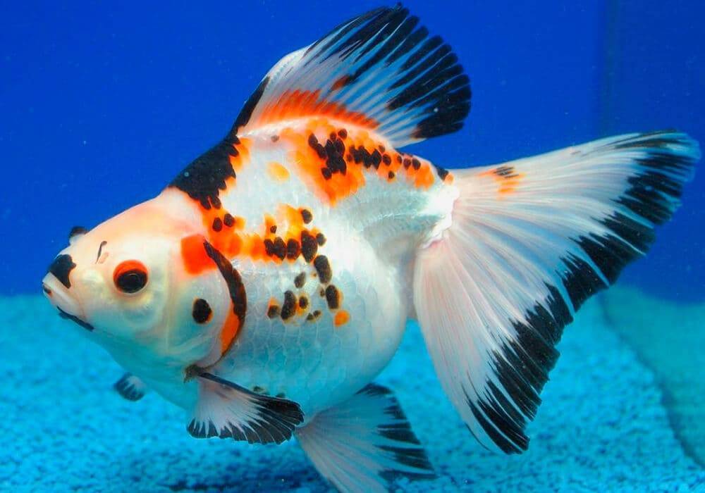 ᐉ 15 красивых и экзотических аквариумных рыбок: пресноводные и самые яркие - kcc-zoo.ru
