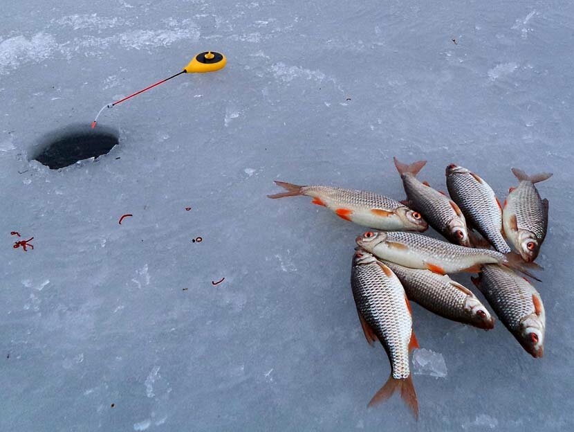 Зимняя рыбалка на чебака с применением зимних удочек и прикормок фото видео