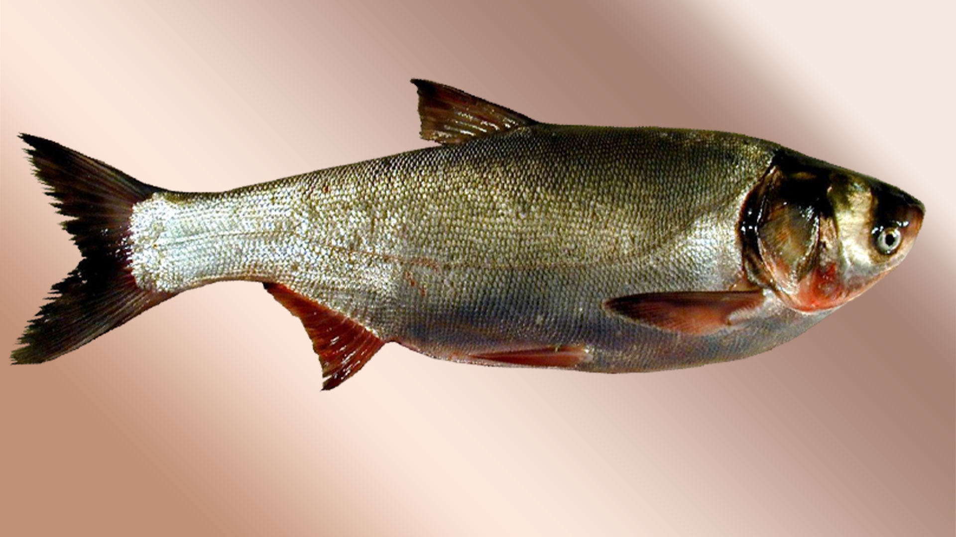 Рыба толстолобик: что за рыба, где обитает, размножение и нерест