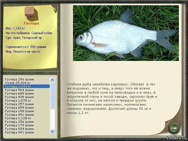 Рыба густера фото и описание