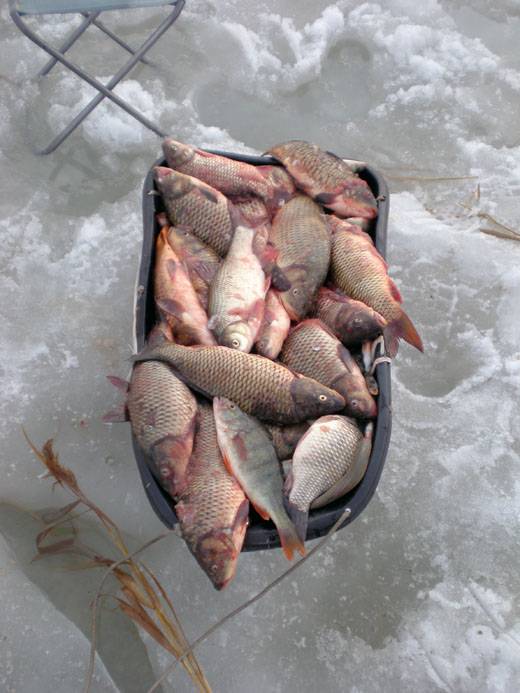 Где гарантированно клюёт: лучшие места для рыбалки в новосибирске