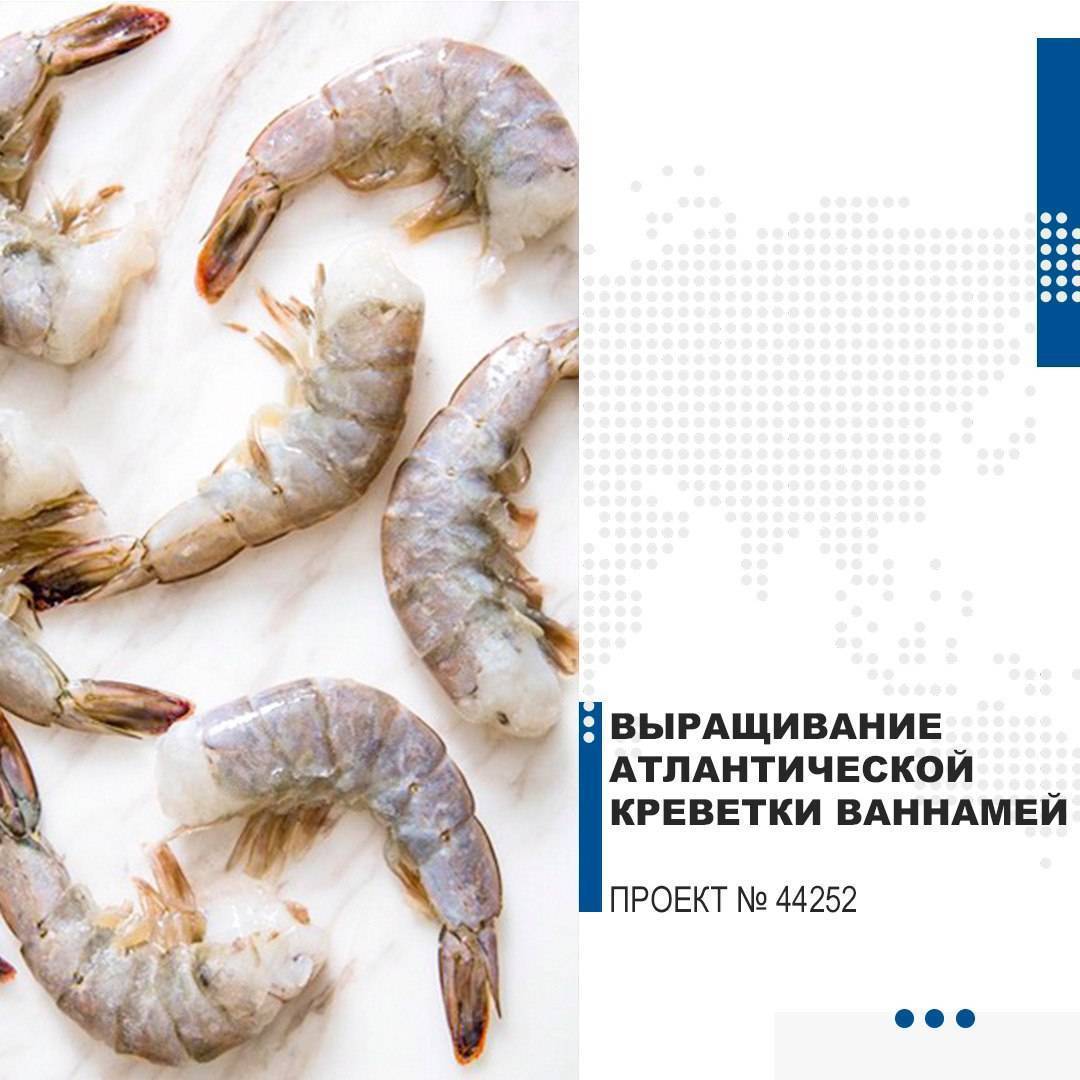 УЗВ для выращивания креветки Ваннамей (Система Биофлок). Equipment for growing shrimp Vannamei.