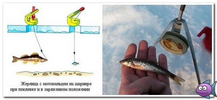 Как насаживать живца - спортивное рыболовство