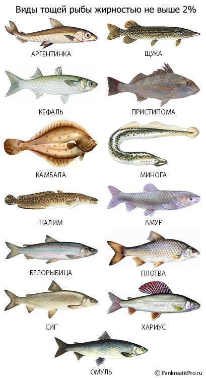 Рыба морская названия с картинками для еды