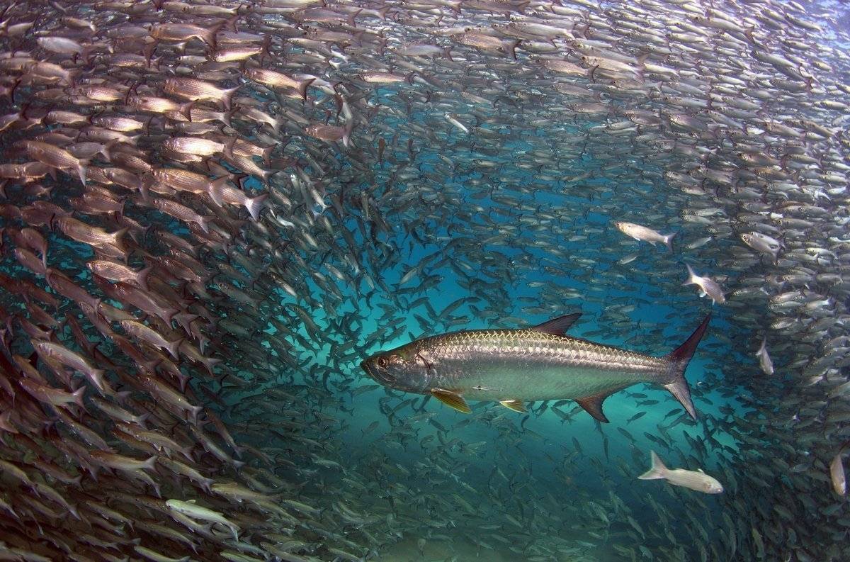 Рыба «тарпон атлантический» фото и описание