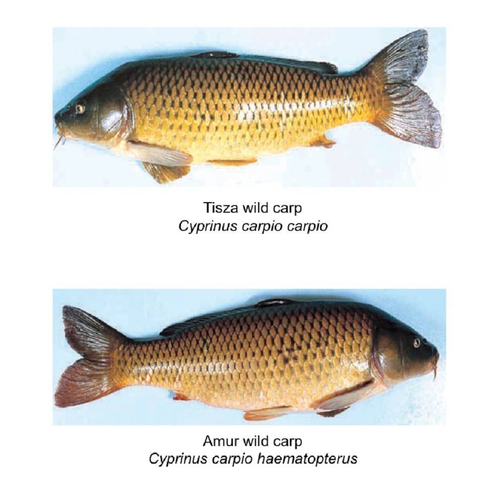 Карп рыба фото и описание