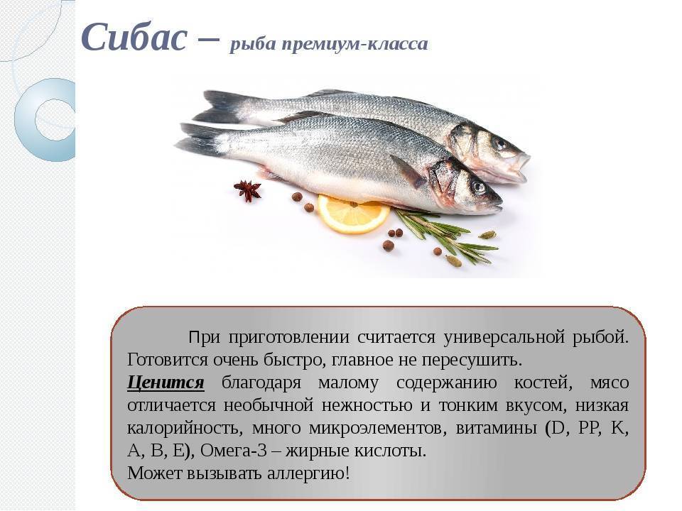 Морской окунь: польза и вред, описание рыбы и советы как приготовить, разновидности морского окуня, 90 фото