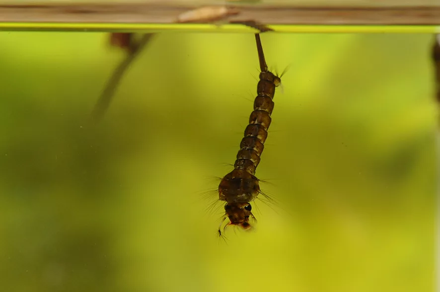 Личинки комаров и особенности их питания и развития