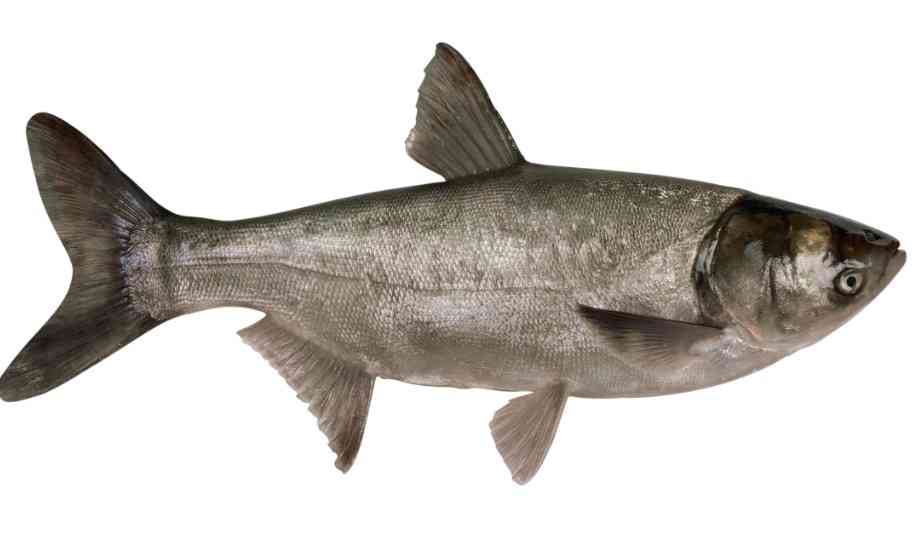 Толстолобик (белый, пестрый): что это за рыба, как выглядит