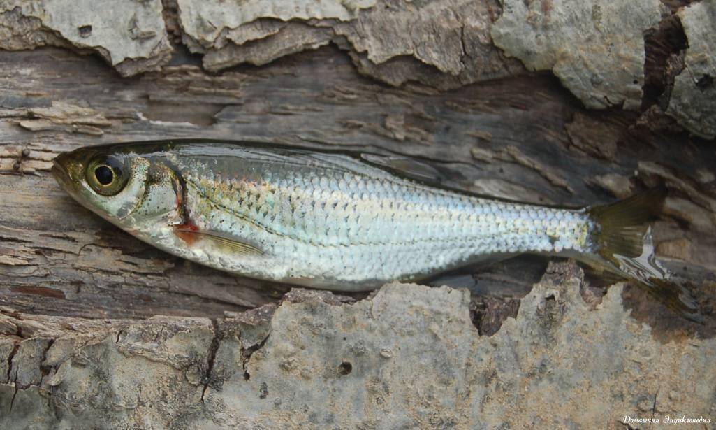 Рыба верхогляд - чем питается, особенности нереста, как правильно ловить