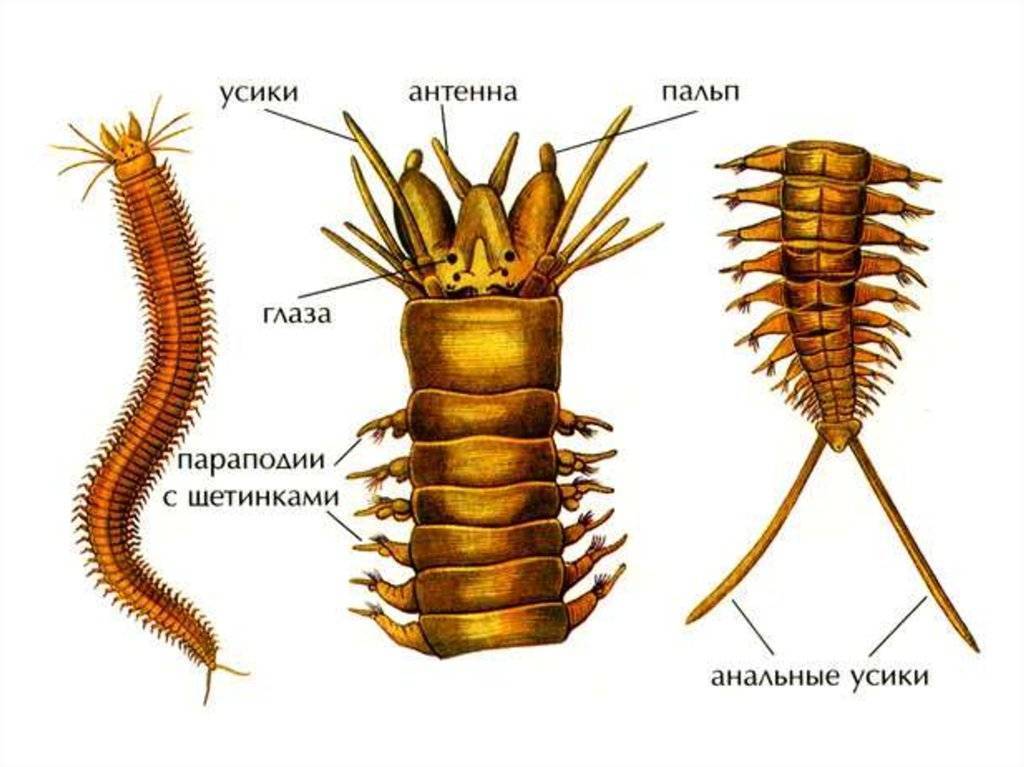 Виды круглых червей у человека и их характеристики