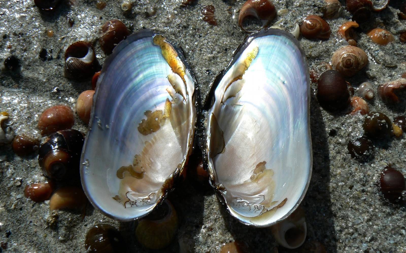 Двустворчатые моллюски: характеристика, строение и виды с фото