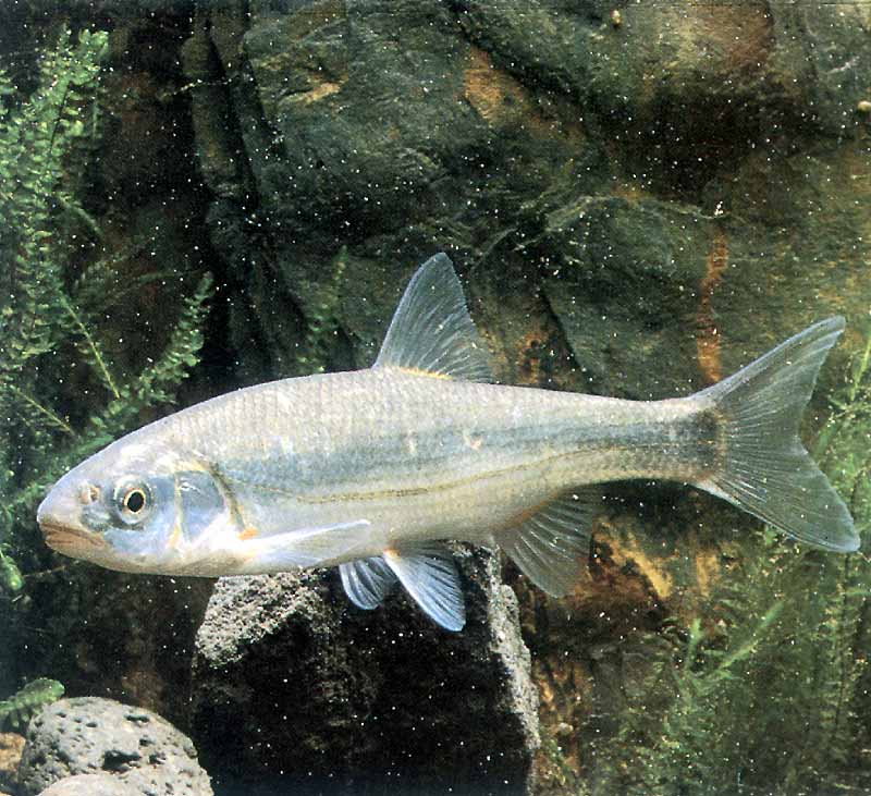 Рыба елец вкусовые качества — ловись рыбка