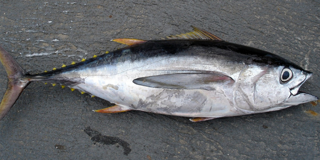 Тунец это, какая рыба. тунец: виды, свойства и способы приготовления