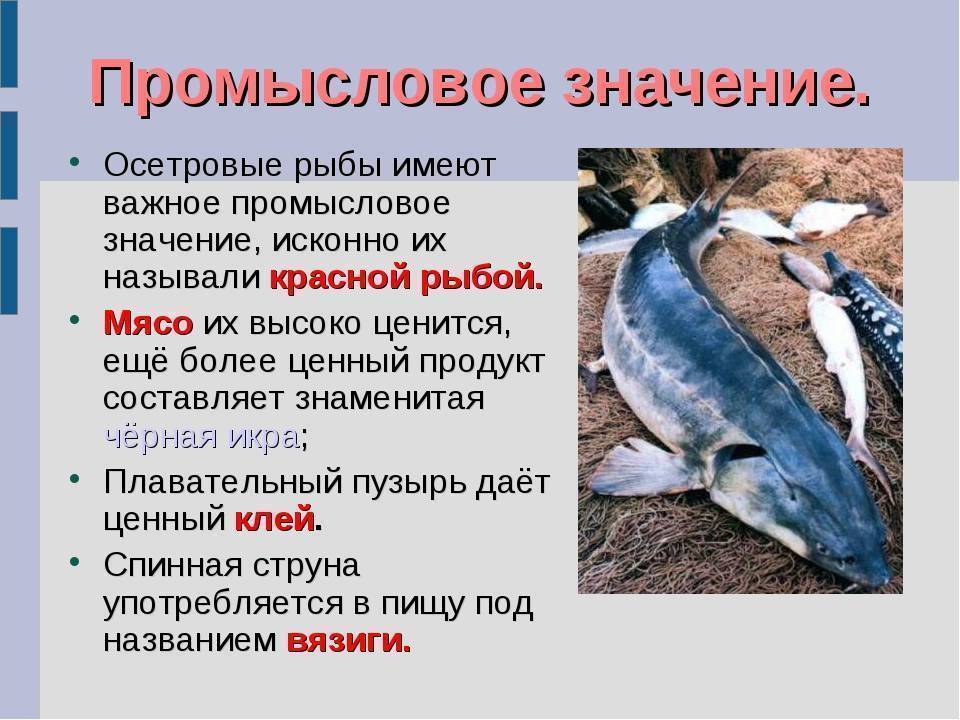 Рациональное использование рыб. Значение промысловых рыб. Осетровые рыбы презентация. Отряд осетровые особенности. Рыба осетр презентация.