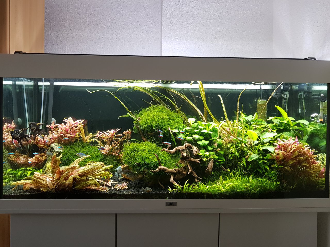 Как научиться выращивать аквариумные растения