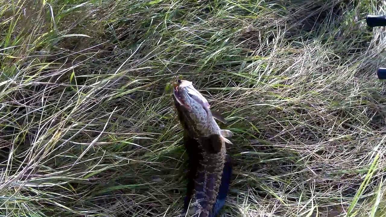 Ловля змееголова на лягушку в казахстане и в приморском крае, снасти
