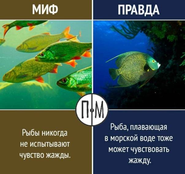 ᐉ память как у рыбки: объяснение понятия и какая память у рыб - kcc-zoo.ru