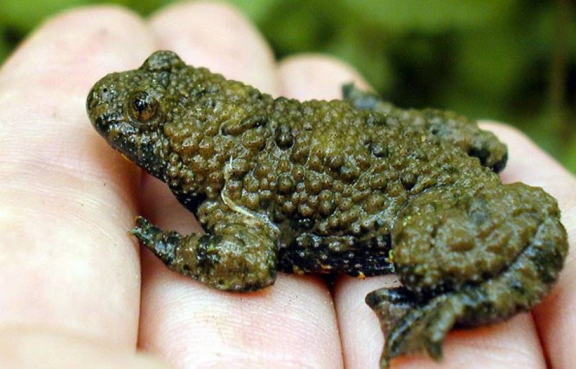 Лягушка жерлянка, описание и особенности содержания жабы