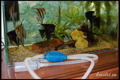 Сколько времени нужно отстаивать воду для аквариума