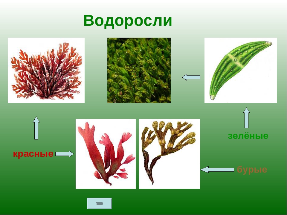 Примеры водорослей. Зелёные водоросли красные водоросли бурые водоросли. Зеленые и красные водоросли. Зелёные водоросли красные водоросли. Многообразие бурых водорослей.