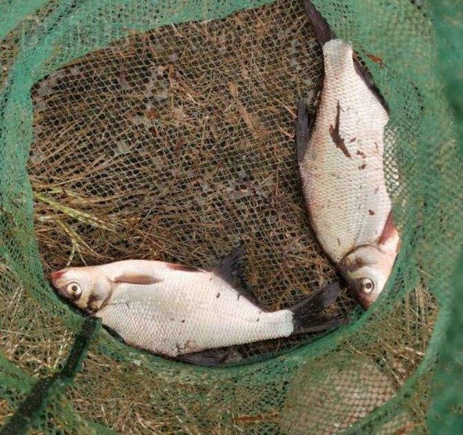 Как сохранить улов в жаркую погоду? несколько простых способов сохранить рыбу свежей