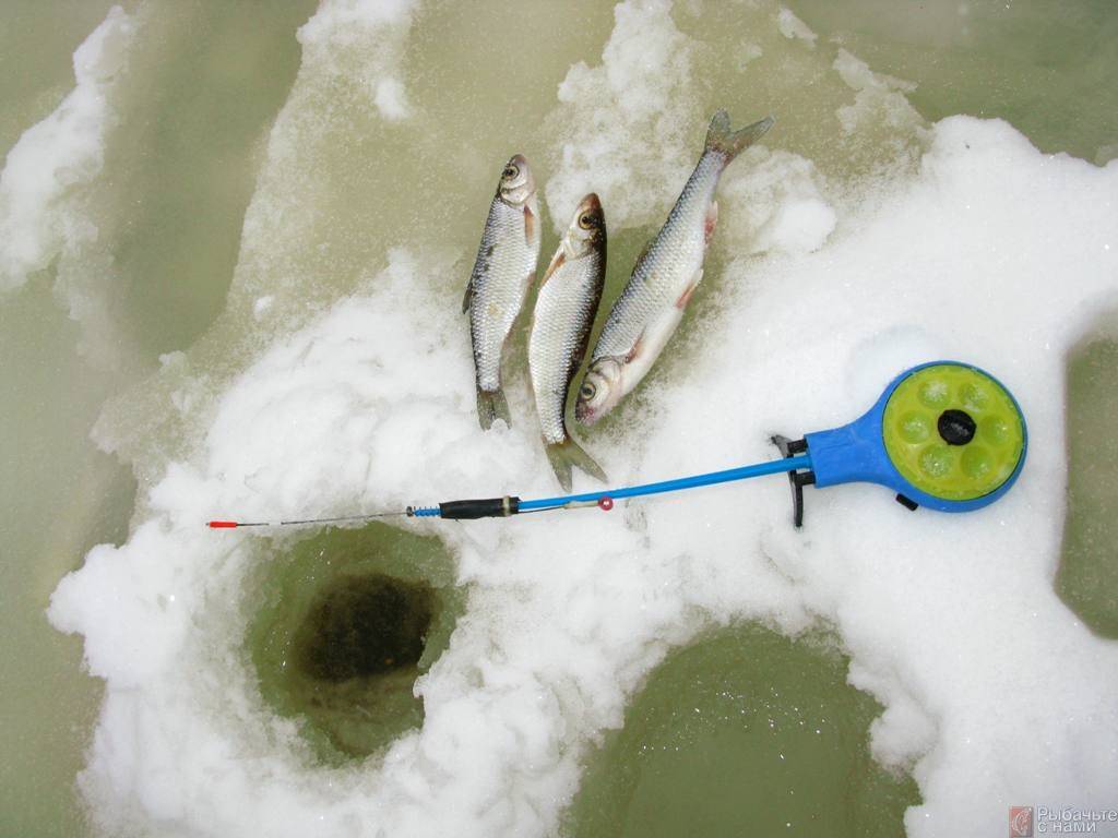Ловля уклейки зимой: поведение рыбы подо льдом, выбор удочки и приманки