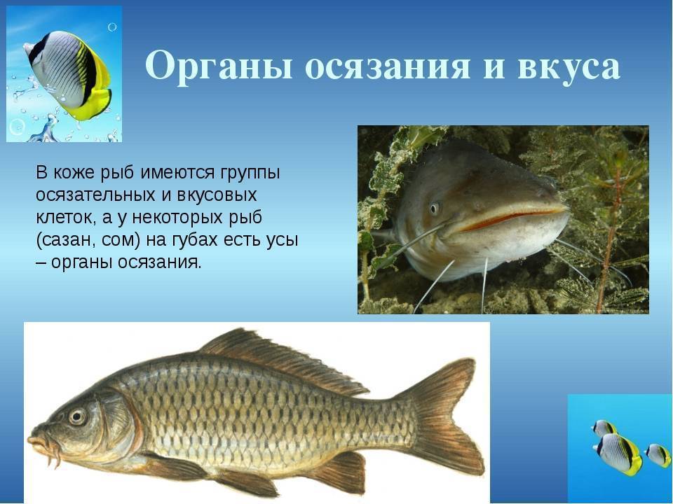 Орган обоняния у рыб. Органы обоняния у рыб. Осязание у рыб. Орган вкуса у рыб. Органы чувств рыб осязания.