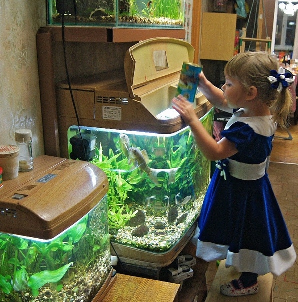 Аквариум для ребенка: развитие мышления, снижение стресса и другие преимущества ухода за рыбками