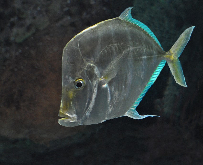 Вомер рыба. описание, особенности, виды и среда обитания вомера