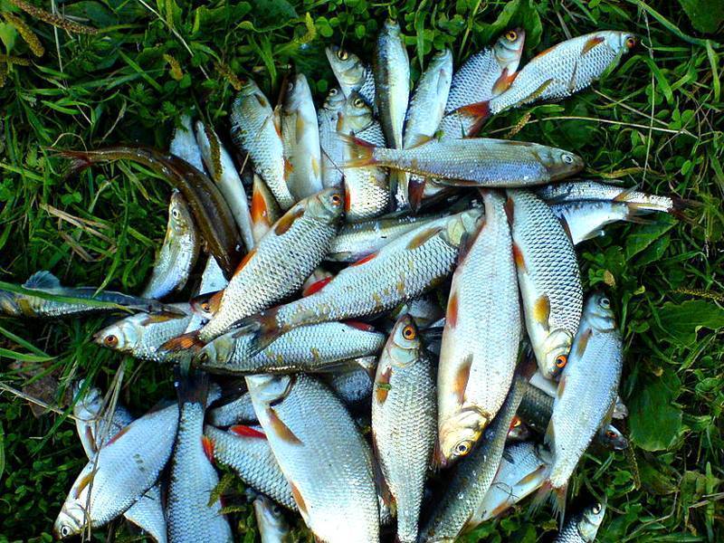 Рыбалка в томске и томской области: лучшие места для ловли, какая рыба водится