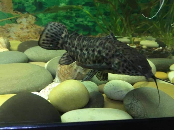 Сом аквариумный таракатум: фото, содержание и уход, совместимость с другими рыбами, разведение, продолжительность жизни, как отличить самку от самца