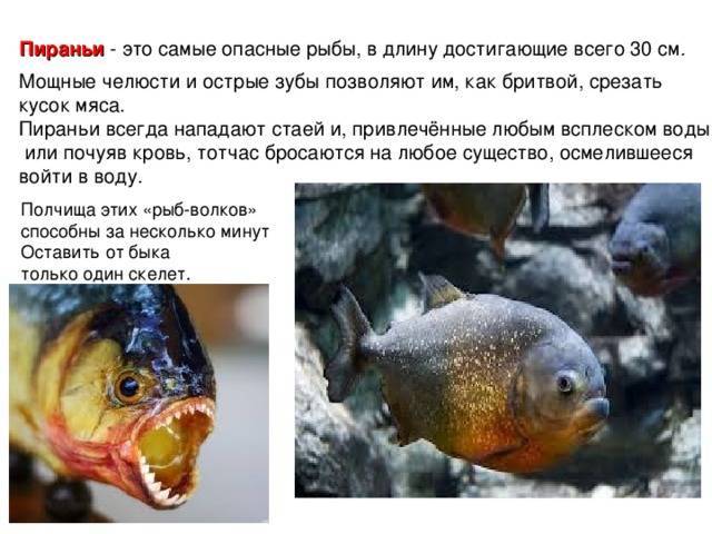 Рыба паку: растительноядные родственники пираний