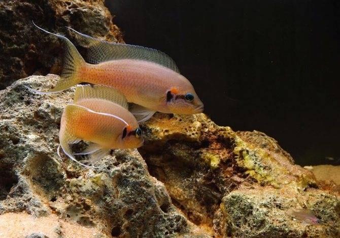 Принцесса бурунди: аквариумная рыбка отряда цихлид, совместимость, питание и уход