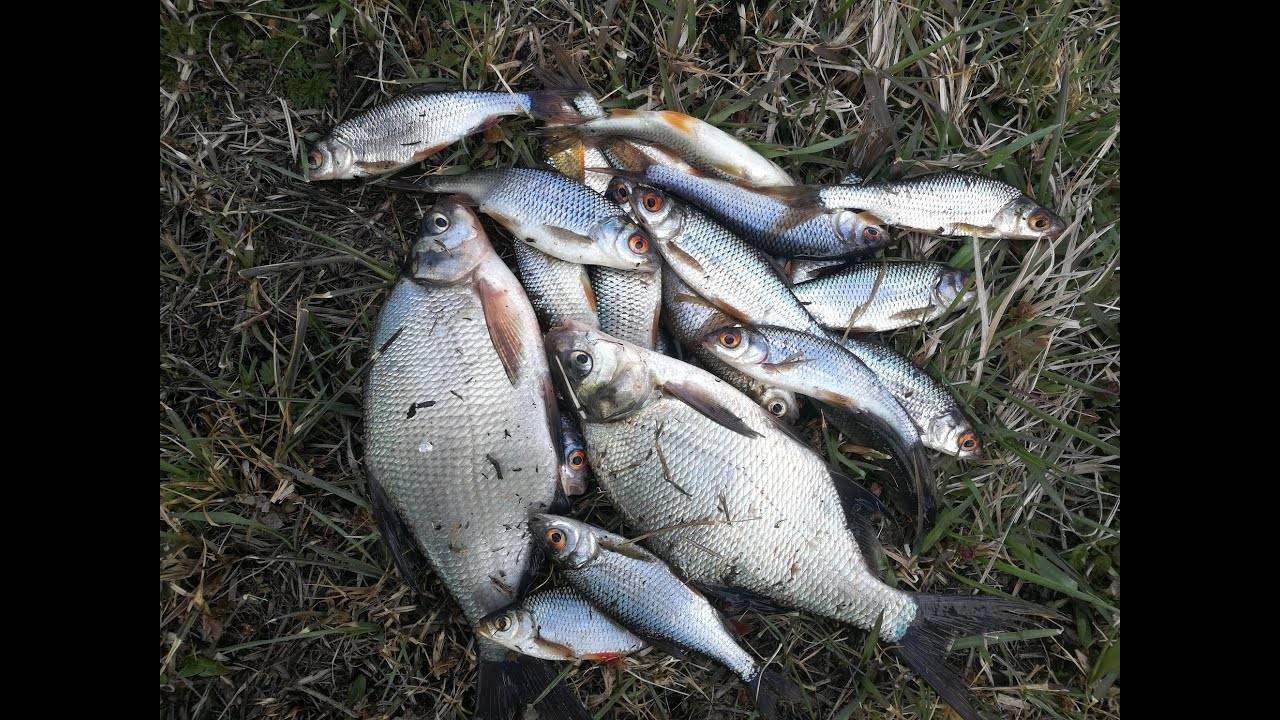 Особенности рыбалки на леща — Рыбалка на Белом озере — Белое озеро
