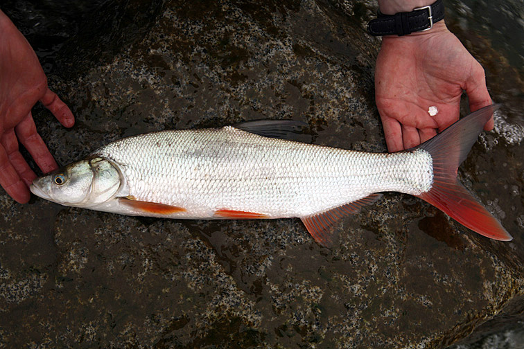 Рыба полака: характеристика, фото с описанием