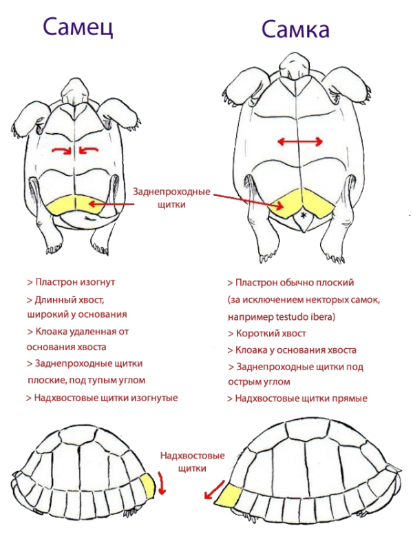 Как определить возраст красноухой черепахи в домашних условиях (фото)