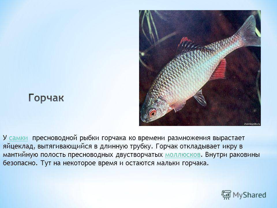 Пресноводная рыба горчак обыкновенный: описание вида