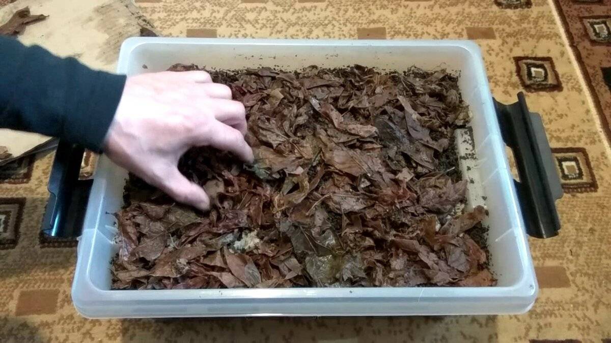 Заготовка червей на зиму | способы хранения червей зимой