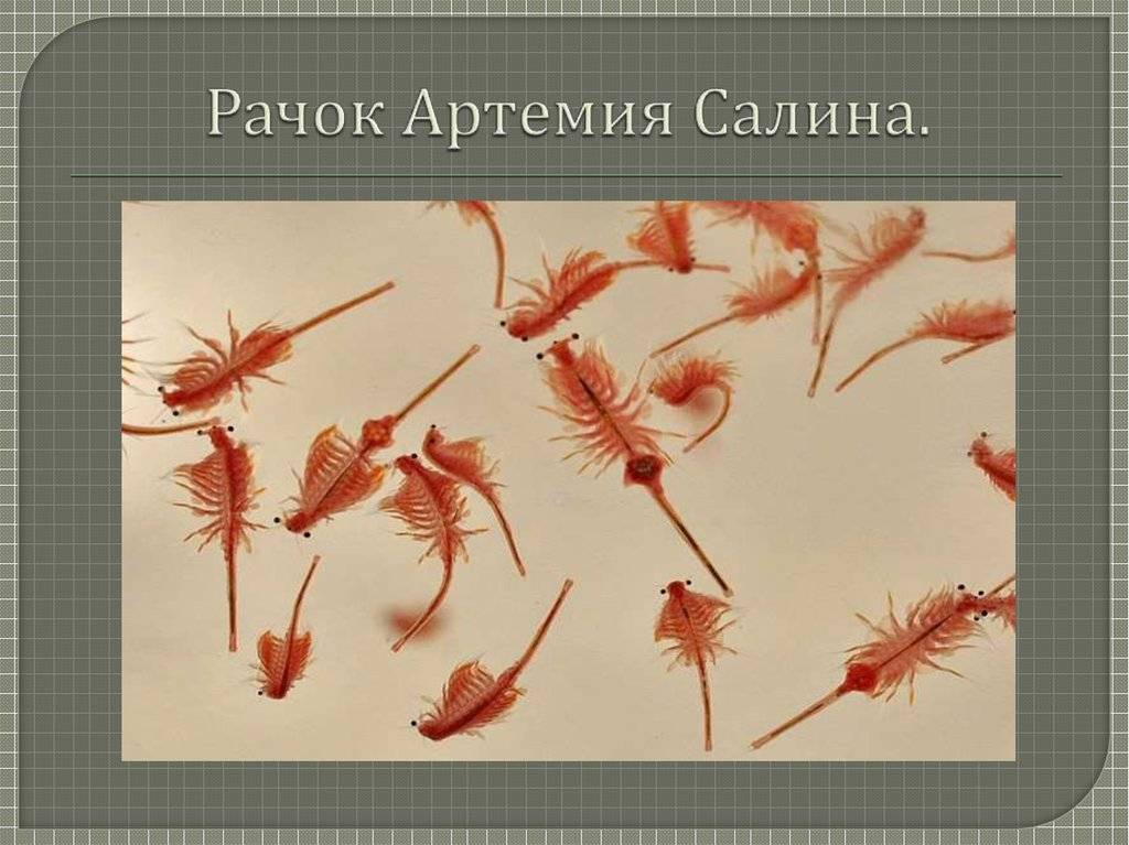 Артемия салина рисунок