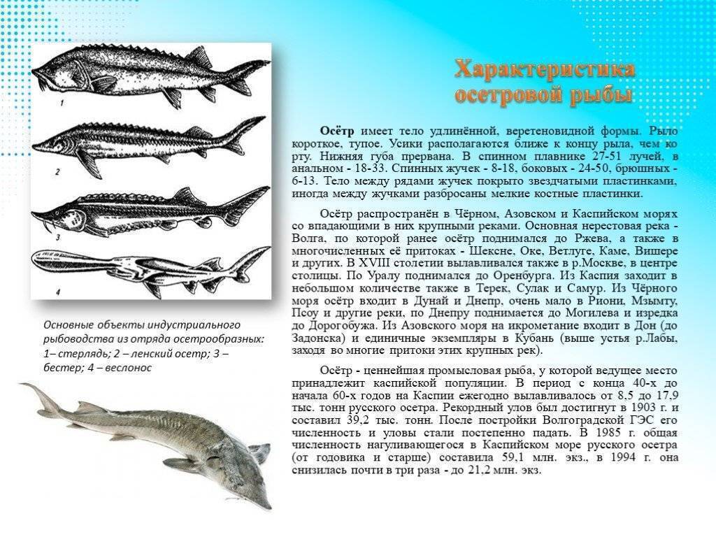 Осетр: где водится в россии (морская и речная рыба), сколько живет
