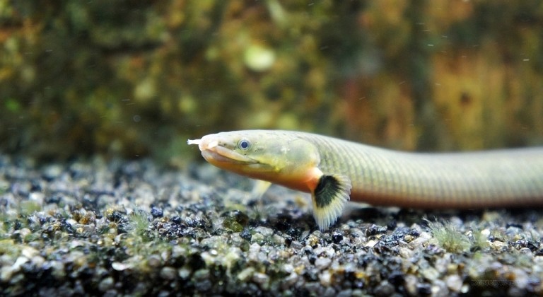 Каламоихт калабарский: рыба похожая на змею в вашем аквариуме
