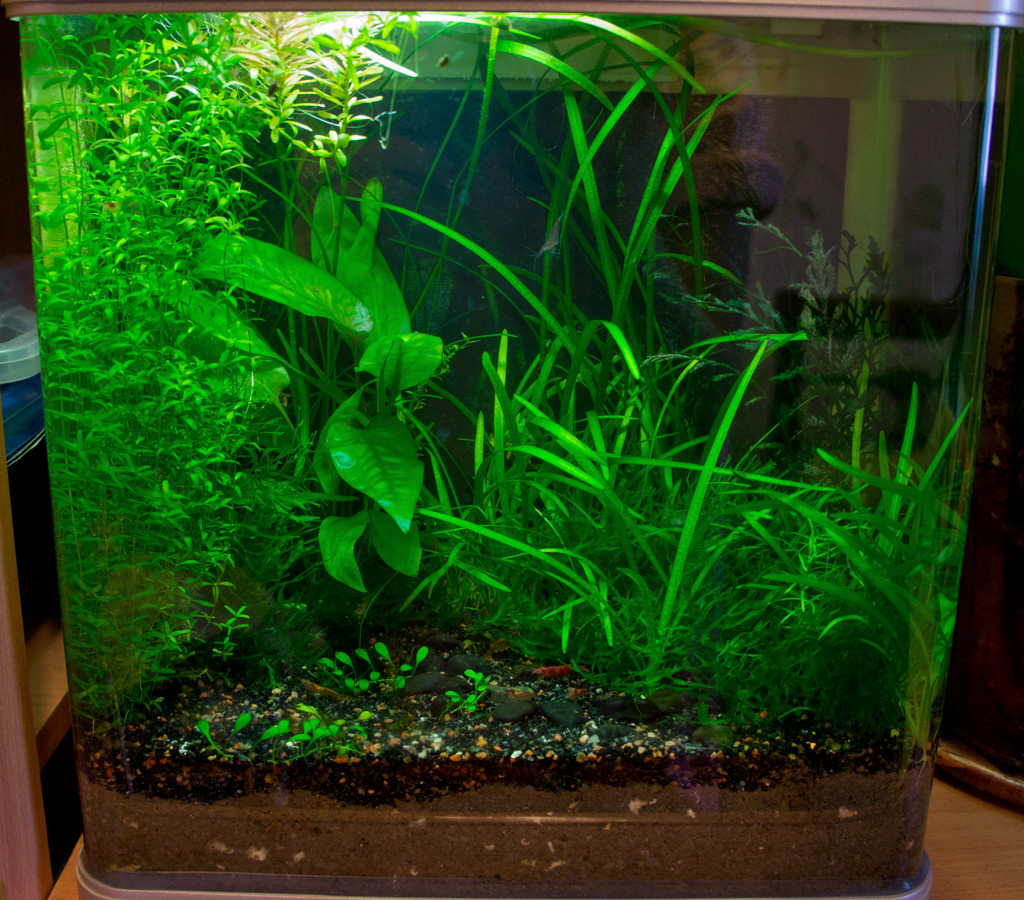 Аквариумные растения — какие растения выбрать для аквариума, топ для начинающих | laguna