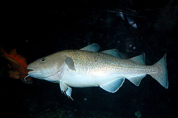 Самка трески. Атлантическая треска (gadus morhua). Тихоокеанская треска. Pacific Cod рыба. Кильдинская треска.