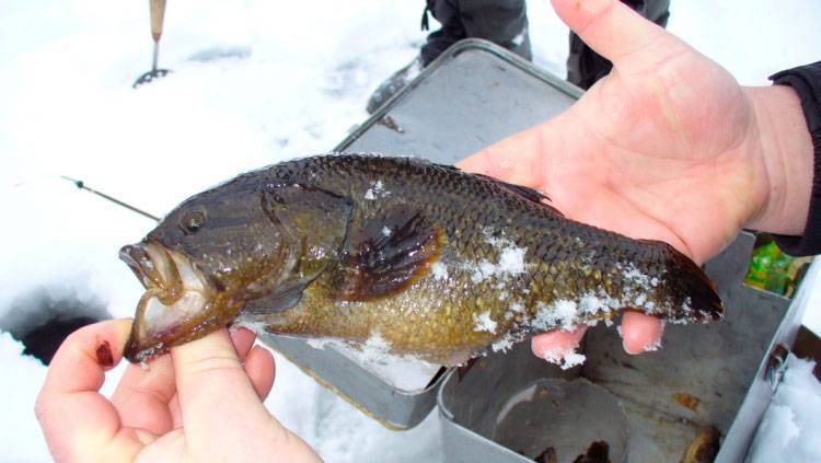 Как ловить ротана зимой: особенности зимней рыбалки