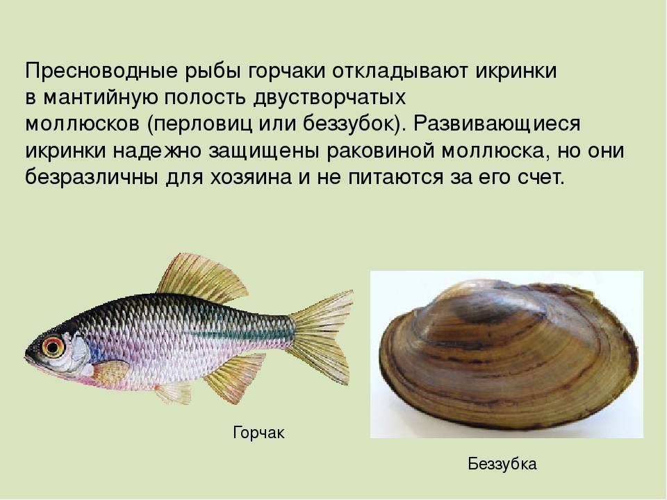 Горчак — что это за рыба