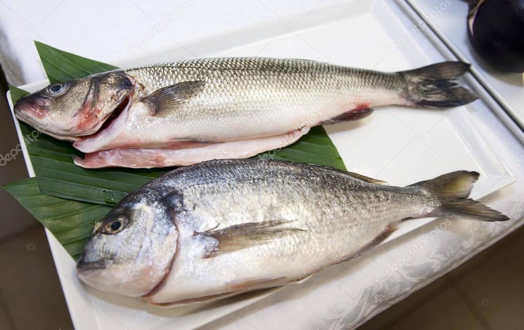 Сибас какая рыба красная или белая. кулинарная ценность рыбы сибас
