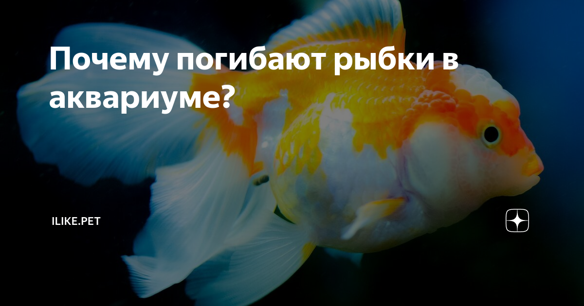 Что делать с аквариумом если все рыбки умерли